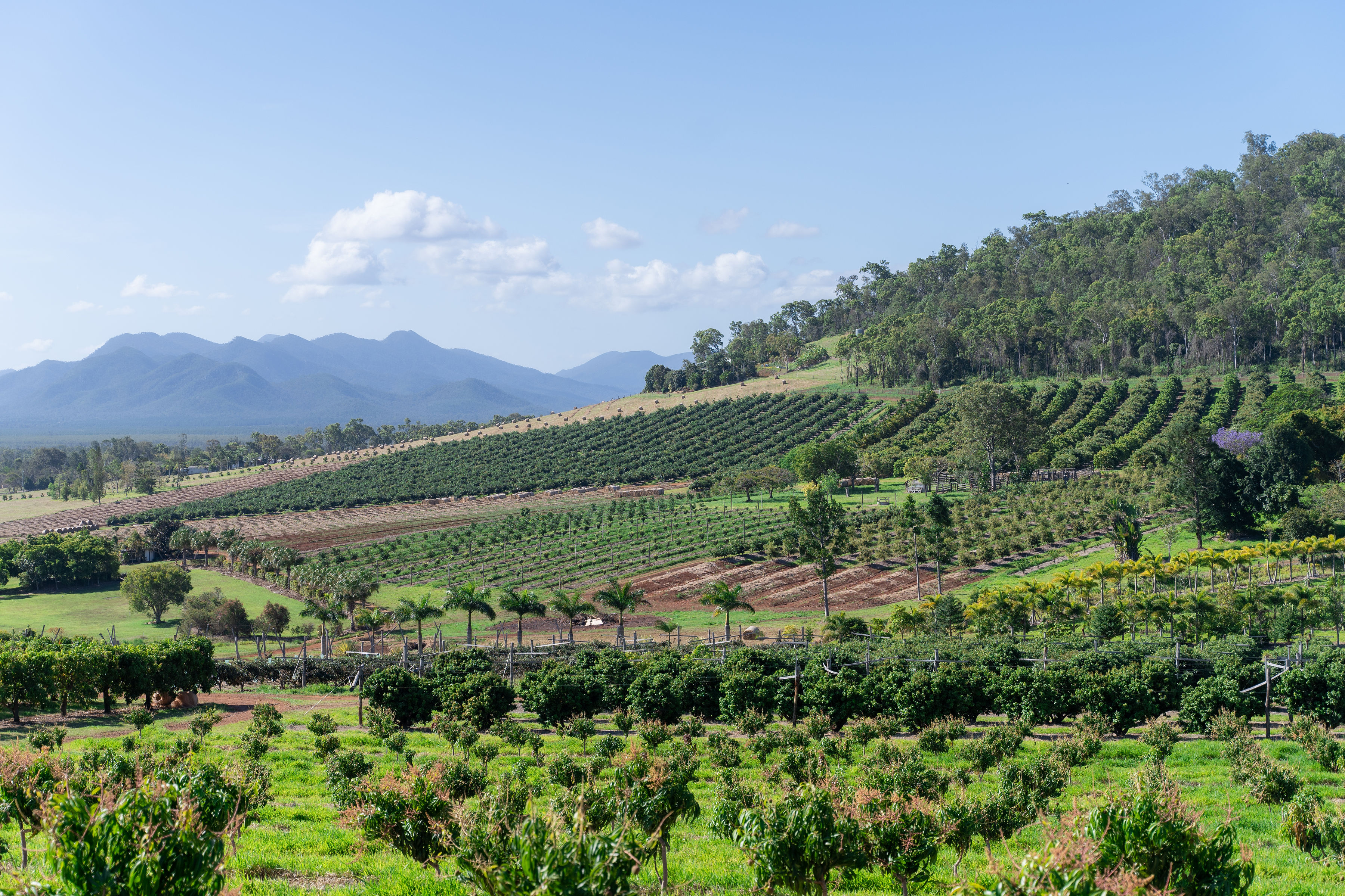 Groves Orchard Rows